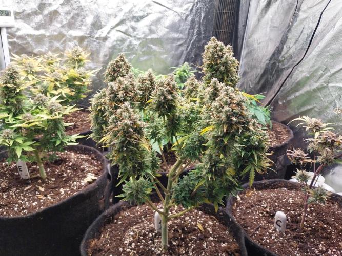 Oeuf-coktail. Week 14 - 09/01