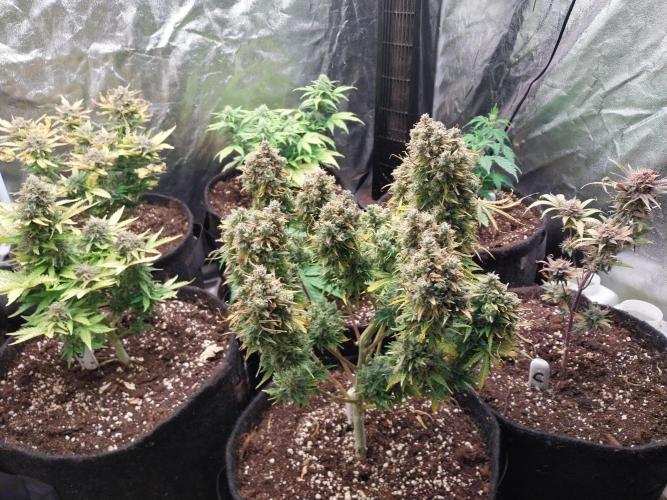 Oeuf-coktail. Week 14 - 10/01