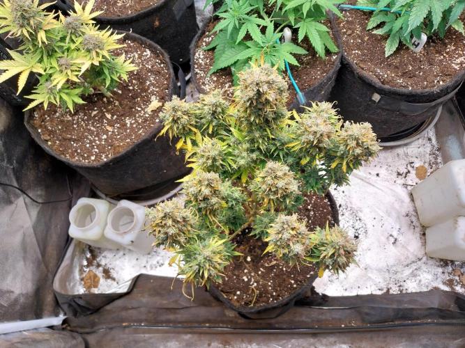 Oeuf-coktail. Week 14 - 12/01 