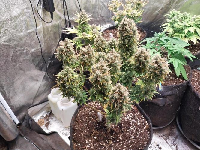 Oeuf-coktail. Week 14 - 12/01 