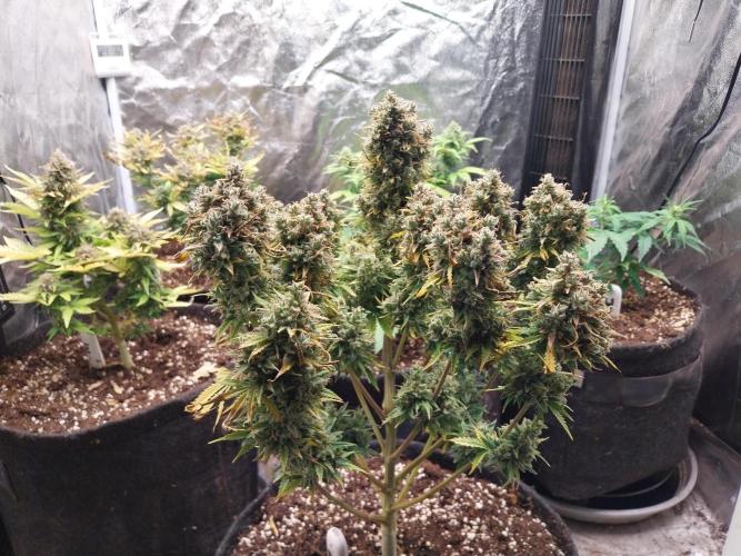 Oeuf-coktail. Week 14 - 12/01 