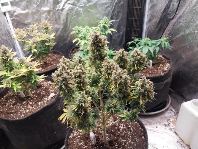 Oeuf-coktail. Week 14 - 12/01 