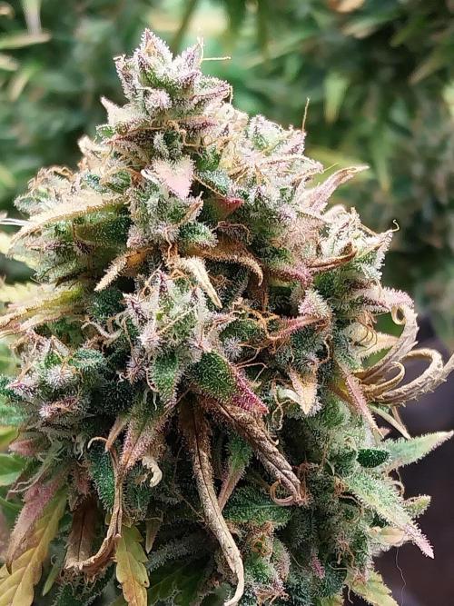 Oeuf-coktail. Week 14 - 12/01 