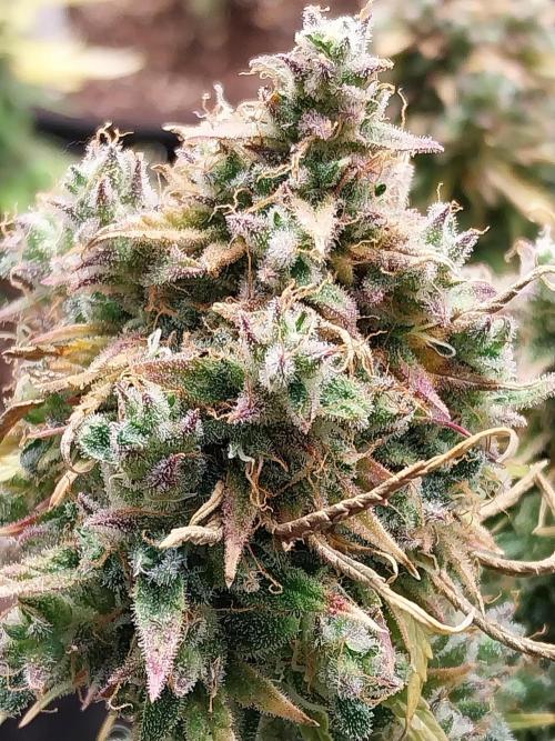 Oeuf-coktail. Week 14 - 12/01 