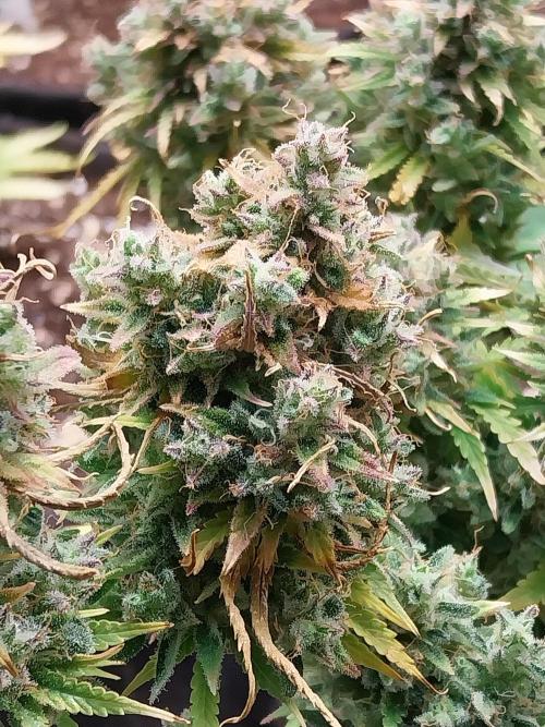 Oeuf-coktail. Week 14 - 12/01 