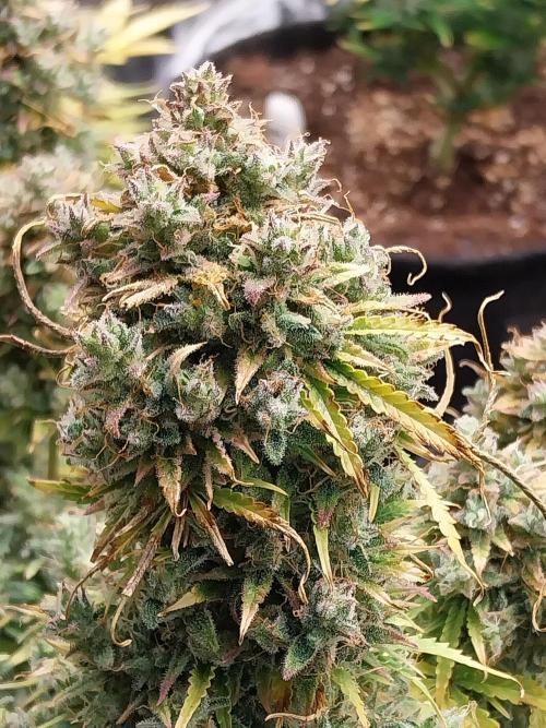 Oeuf-coktail. Week 14 - 12/01 