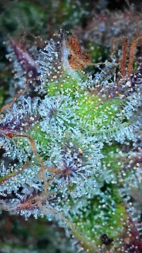 Oeuf-coktail. Week 14 - 12/01 