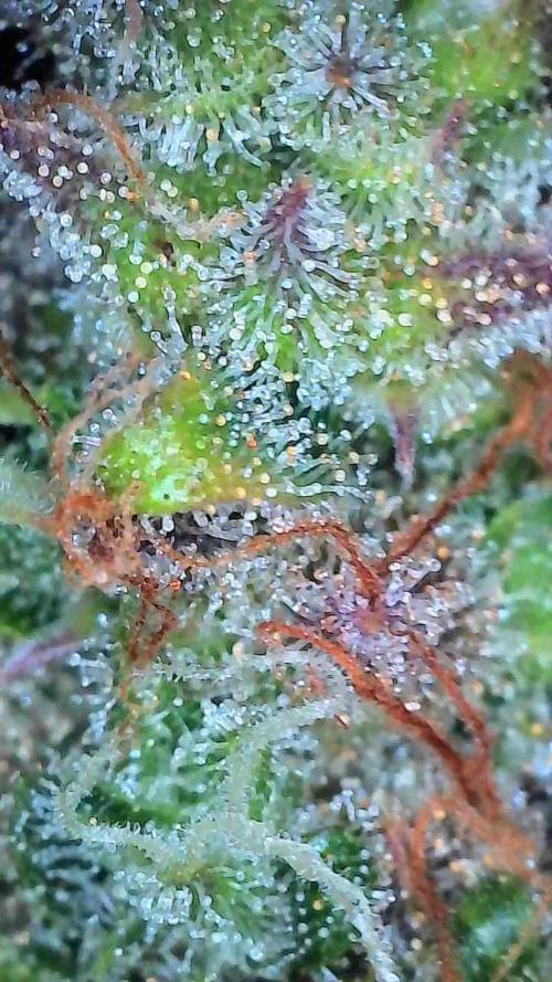 Oeuf-coktail. Week 14 - 12/01 