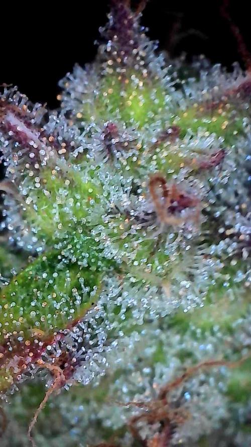 Oeuf-coktail. Week 14 - 12/01 