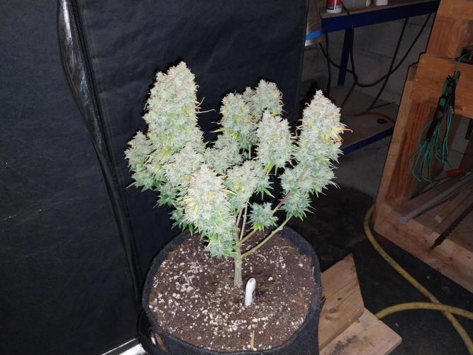 Oeuf-coktail. Week 15 - 13/10