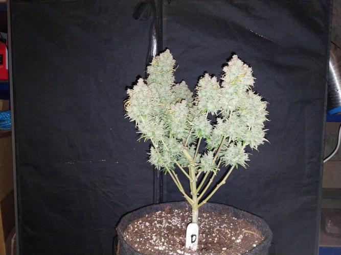 Oeuf-coktail. Week 15 - 13/10