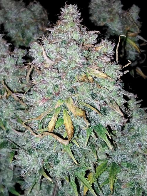 Oeuf-coktail. Week 15 - 13/10