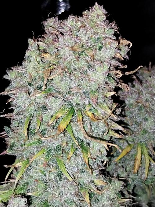 Oeuf-coktail. Week 15 - 13/10