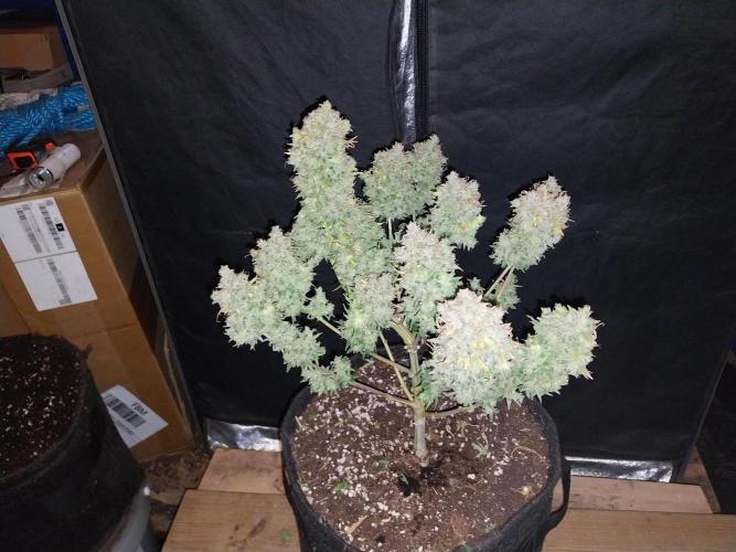 Oeuf-coktail. Week 15 - 13/10