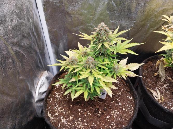 Blanchette. Week 11 - 07/01