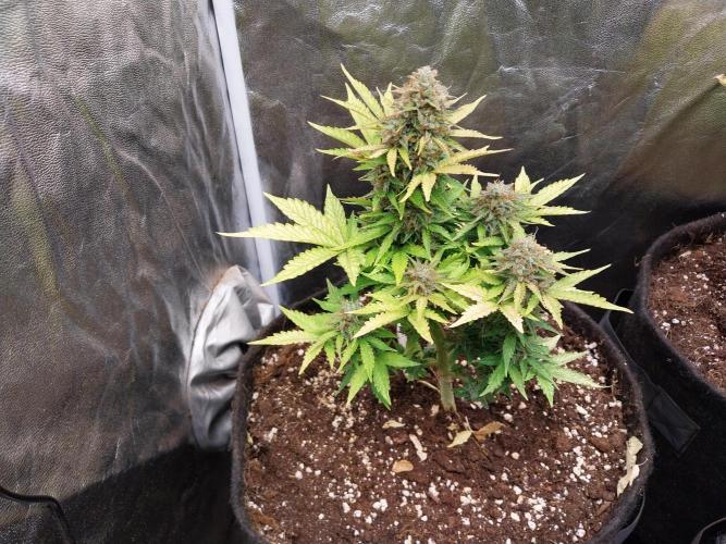 Blanchette. Week 11 - 08/01