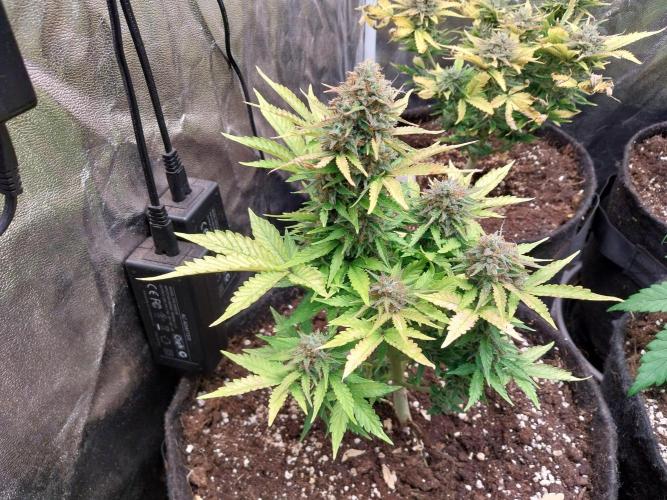 Blanchette. Week 11 - 09/01