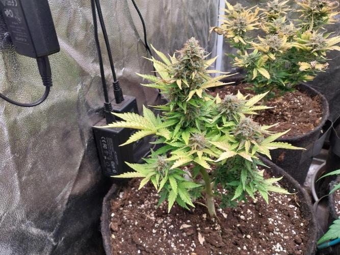 Blanchette. Week 11 - 10/01