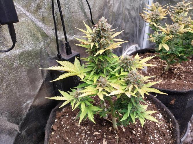 Blanchette. Week 11 - 11/01