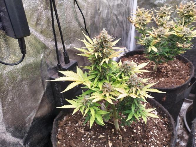 Blanchette. Week 11 - 12/01