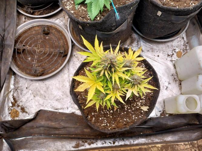 Blanchette. Week 11 - 13/01