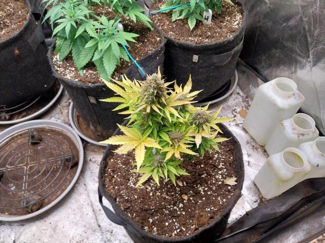 Blanchette. Week 11 - 13/01