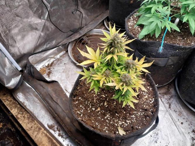 Blanchette. Week 11 - 13/01