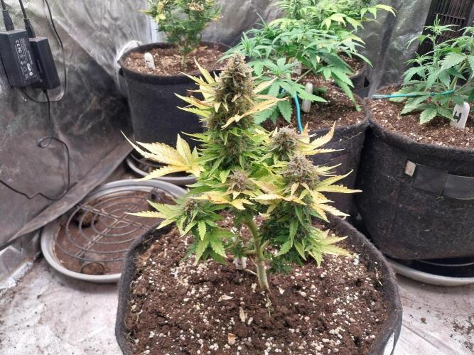 Blanchette. Week 11 - 13/01