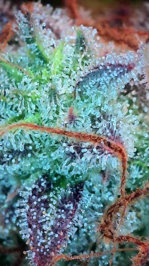 Blanchette. Week 11 - 13/01