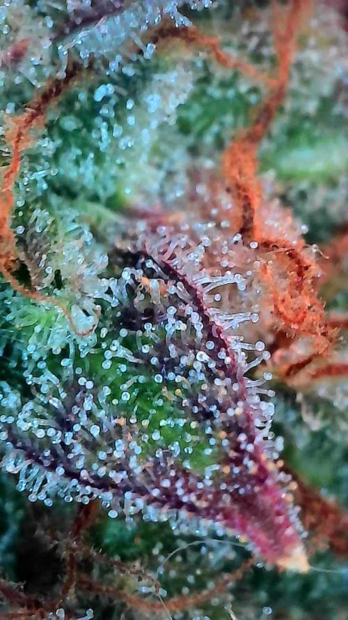 Blanchette. Week 11 - 13/01