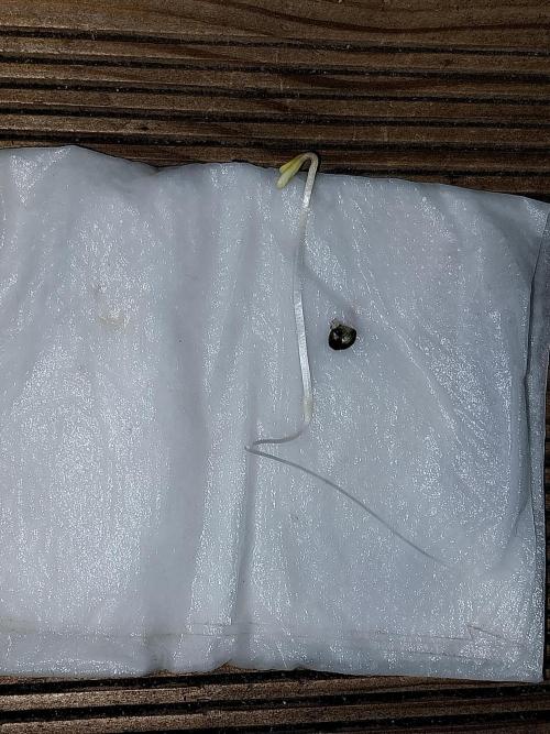 Palle leho. Week 0 - 11/01