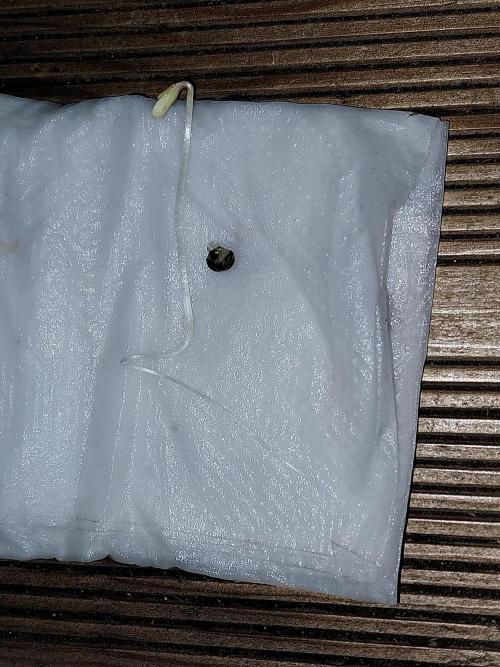 Palle leho. Week 0 - 11/01