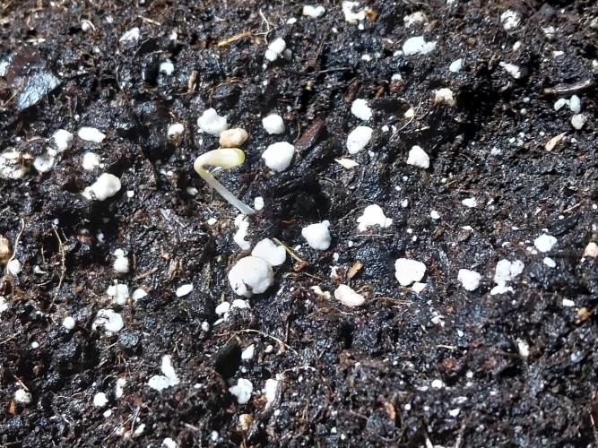 Palle leho. Week 0 - 11/01