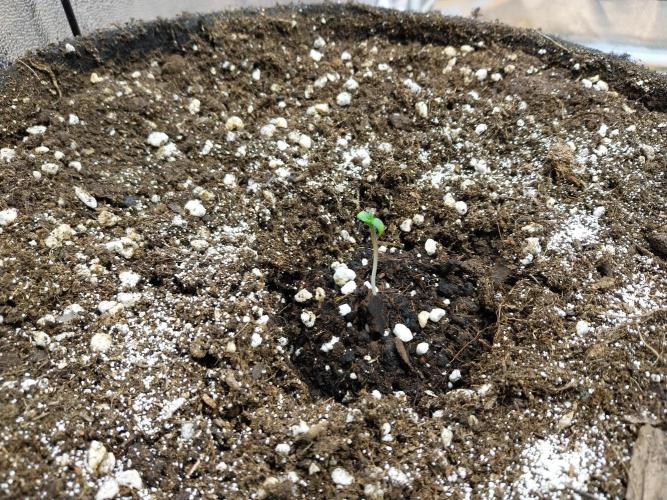 Palle leho. Week 0 - 12/01