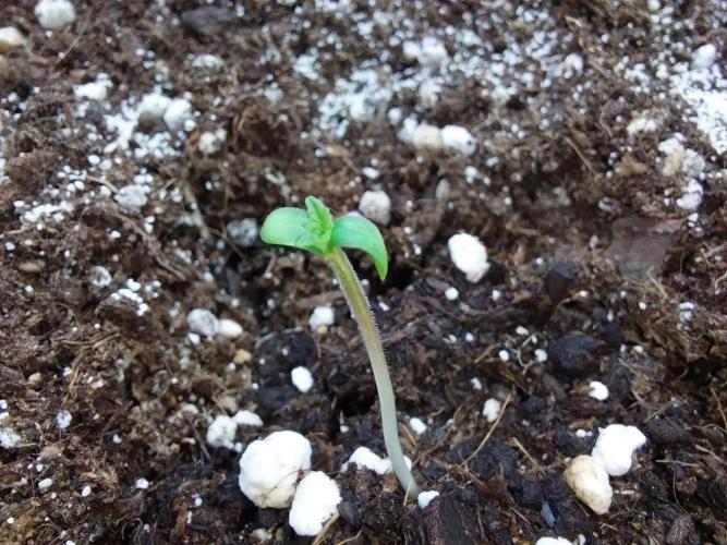 Palle leho. Week 0 - 12/01