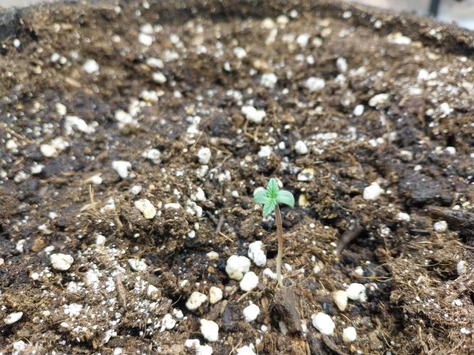 Palle leho. Week 0 - 13/01 