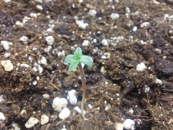 Palle leho. Week 0 - 13/01