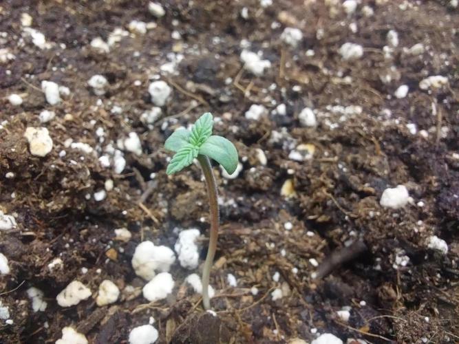 Palle leho. Week 0 - 13/01