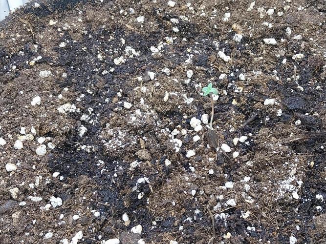 Palle leho. Week 0 - 13/01