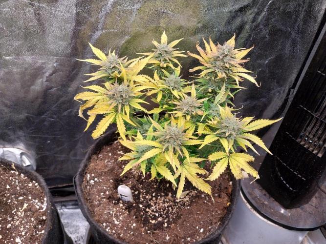 Pierrette de la lune 2. Week 10 - 08/01