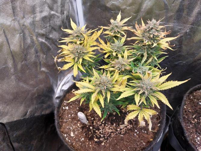 Pierrette de la lune 2. Week 10 - 09/01