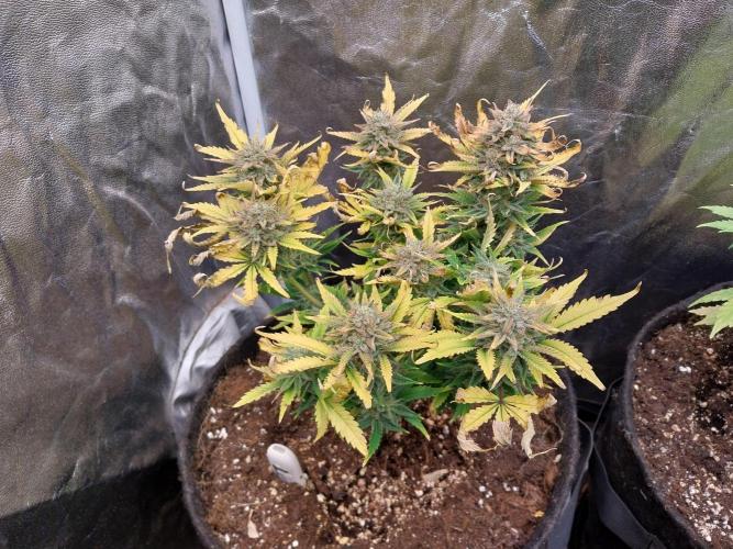 Pierrette de la lune 2. Week 10 - 10/01