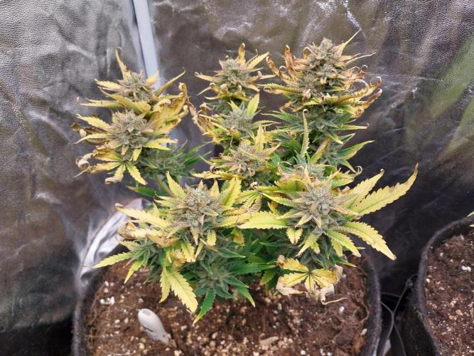 Pierrette de la lune 2. Week 10 - 11/01