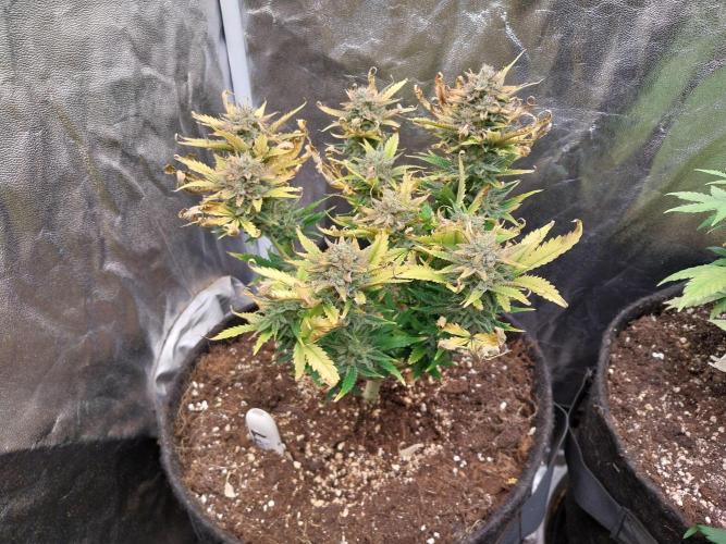 Pierrette de la lune 2. Week 10 - 12/01