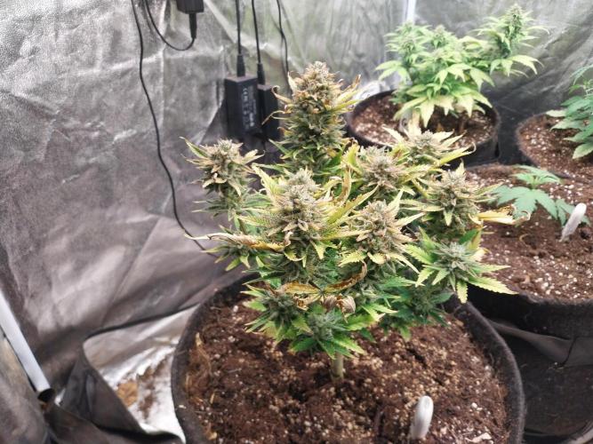 Pierrette de la lune 2. Week 10 - 13/01