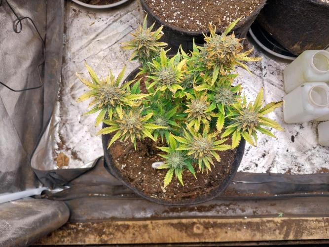 Pierrette de la lune 2. Week 10 - 14/01