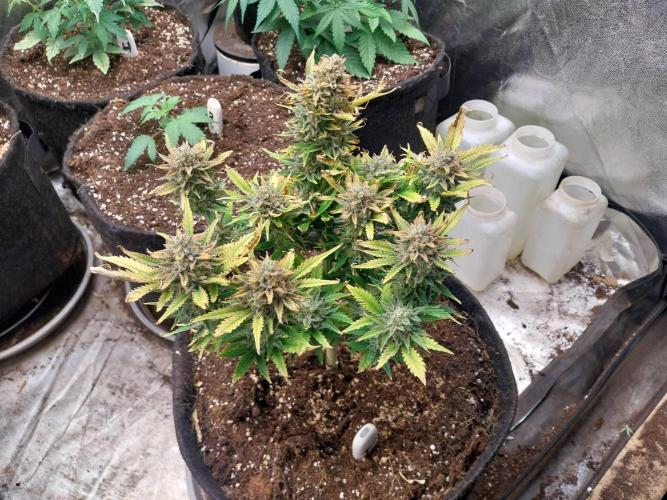 Pierrette de la lune 2. Week 10 - 14/01