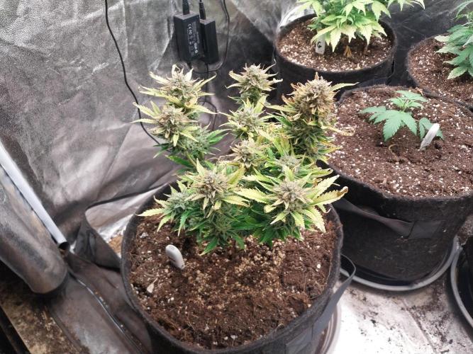 Pierrette de la lune 2. Week 10 - 14/01