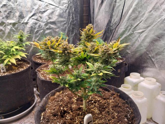 Pierrette de la lune 2. Week 10 - 14/01