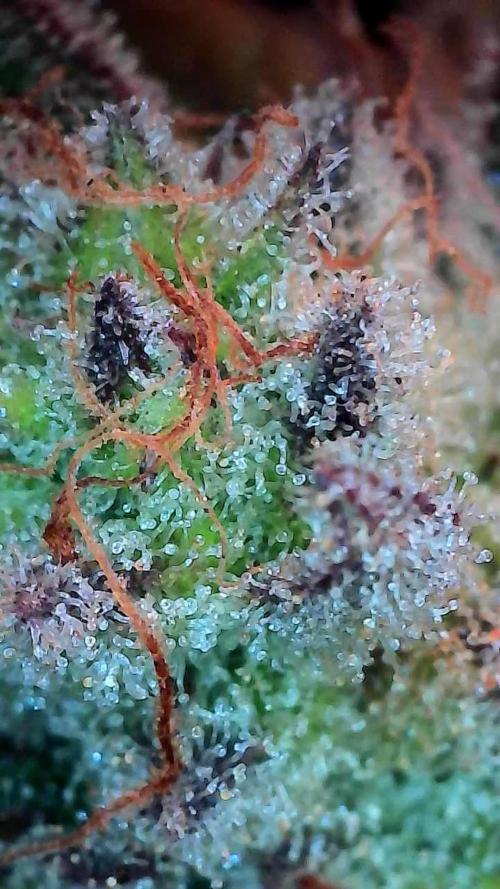 Pierrette de la lune 2. Week 10 - 14/01